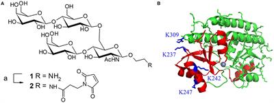 Site-Specific Conjugation for Fully Controlled Glycoconjugate Vaccine Preparation